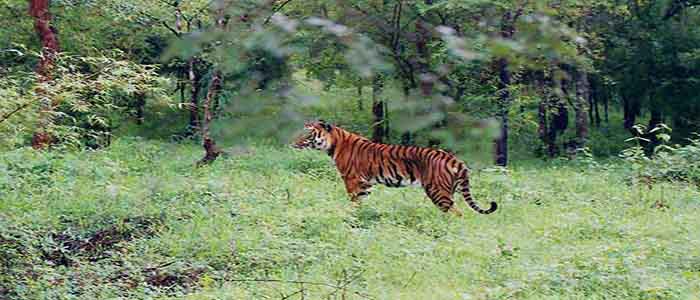 Bhadra Wildlife Sanctuary, Karnataka