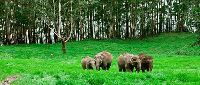 Chinnar Wildlife Sanctuary, Kerala