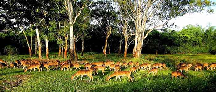 Dandeli Wildlife Sanctuary, Karnataka