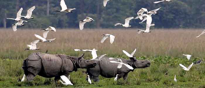 Kaziranga Wildlife Sanctuary