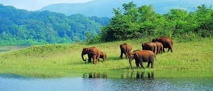 Periyar Wildlife Sanctuary, Kerala