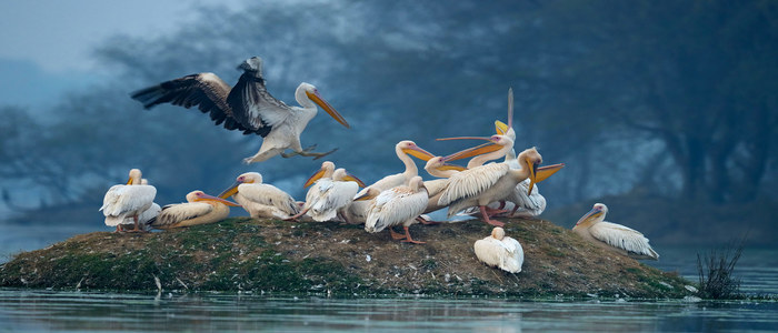 nawabganj-Bird-Sanctuary_